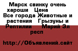 Марск свинку очень хароши › Цена ­ 2 000 - Все города Животные и растения » Грызуны и Рептилии   . Марий Эл респ.